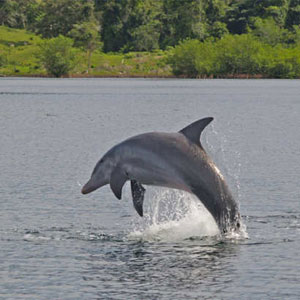 Dolphin Tour