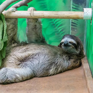 Sloth Sanctuary