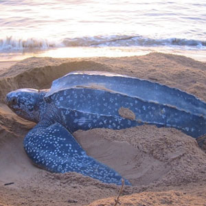 Sea Turtle Nesting